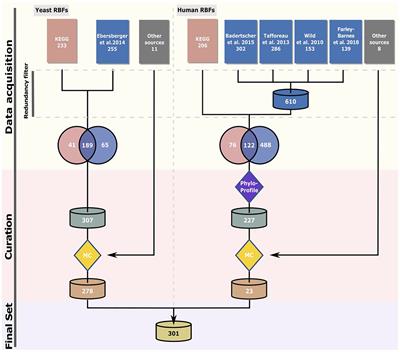 Tracing Eukaryotic Ribosome Biogenesis Factors Into the Archaeal Domain Sheds Light on the Evolution of Functional Complexity